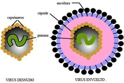 Estructura viral. Virus desnudos. Virus envueltos Estructura viral. Virus desnudos. Virus envueltos